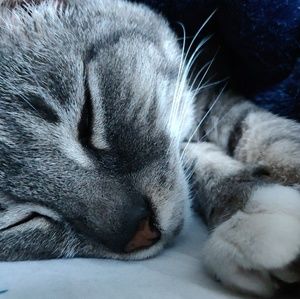 Meet your Posher, Camas